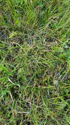 Needleleaf sedge(Carex duriuscula)