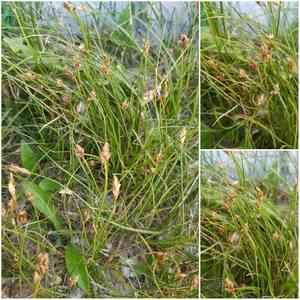 Needleleaf sedge(Carex duriuscula)