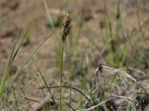 Needleleaf sedge(Carex duriuscula)
