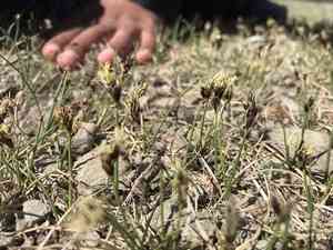 Needleleaf sedge(Carex duriuscula)