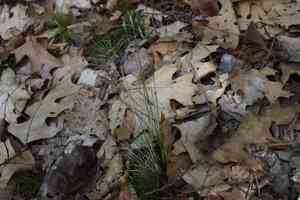 Bristleleaf sedge(Carex eburnea)
