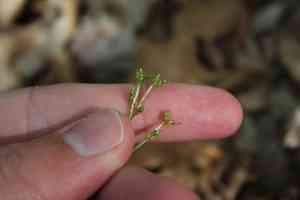 Bristleleaf sedge(Carex eburnea)