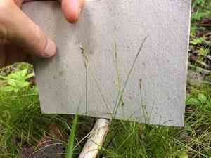 Bristleleaf sedge(Carex eburnea)
