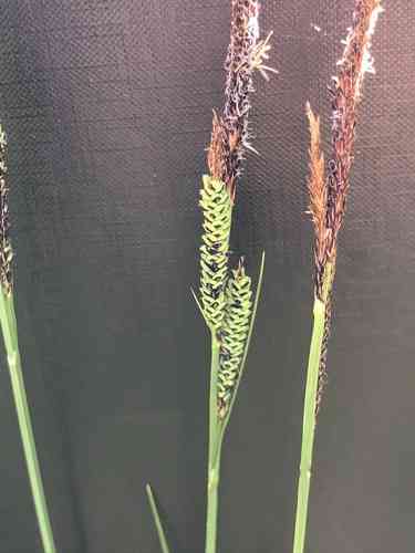 Tufted sedge(Carex elata)