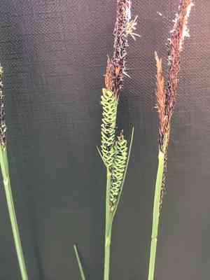 Tufted sedge(Carex elata)