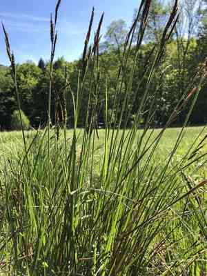 Tufted sedge(Carex elata)