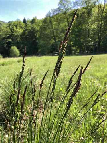 Tufted sedge(Carex elata)