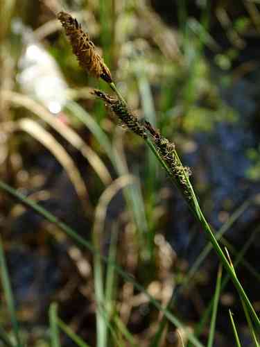 Tufted sedge(Carex elata)
