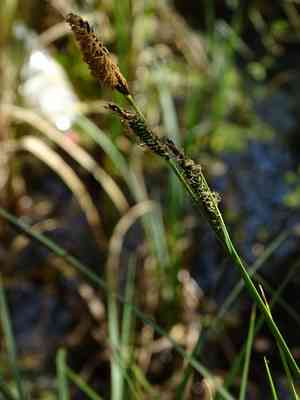 Tufted sedge(Carex elata)