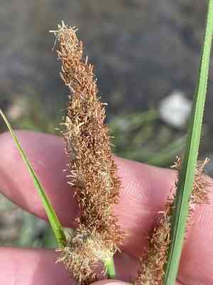 Emory's sedge(Carex emoryi)