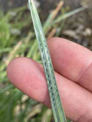Emory's sedge(Carex emoryi)