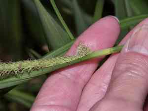 Emory's sedge(Carex emoryi)