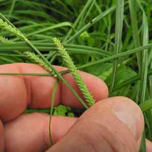 Emory's sedge(Carex emoryi)