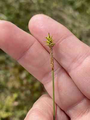 Coastal sedge(Carex exilis)
