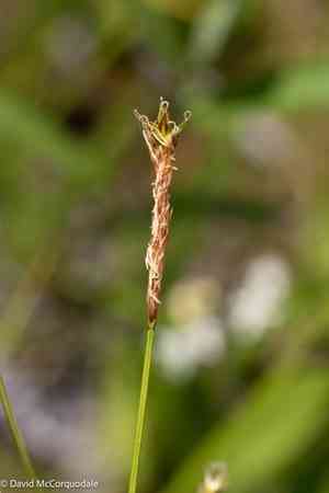 Coastal sedge(Carex exilis)