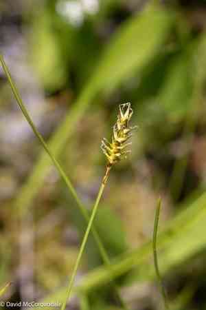 Coastal sedge(Carex exilis)