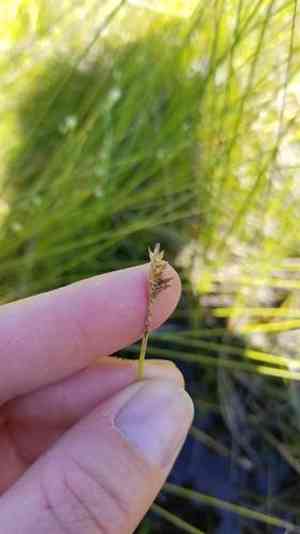 Coastal sedge(Carex exilis)