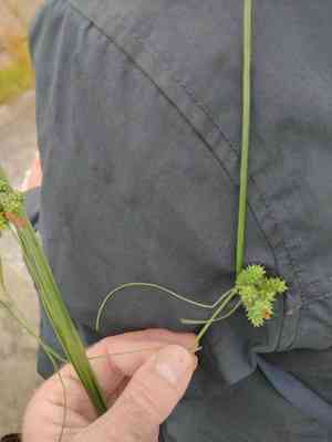 Long-bracted sedge(Carex extensa)