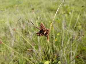 Long-bracted sedge(Carex extensa)