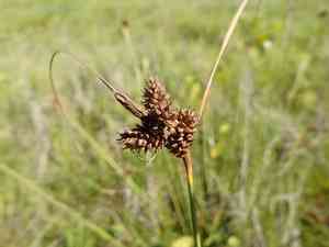 Long-bracted sedge(Carex extensa)