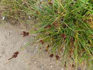 Long-bracted sedge(Carex extensa)