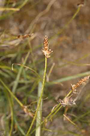 Threadleaf sedge(Carex filifolia)