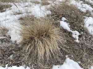 Threadleaf sedge(Carex filifolia)