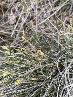 Threadleaf sedge(Carex filifolia)