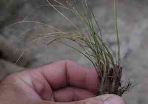 Threadleaf sedge(Carex filifolia)