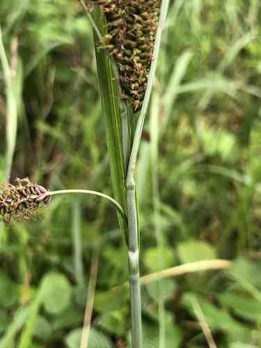 Glaucous sedge(Carex flacca)