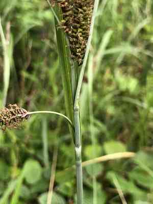 Glaucous sedge(Carex flacca)