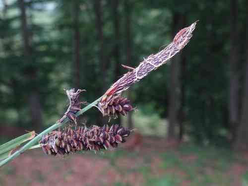Glaucous sedge(Carex flacca)