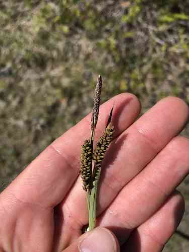 Glaucous sedge(Carex flacca)