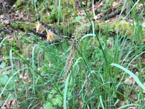 Glaucous sedge(Carex flacca)