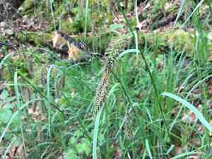 Glaucous sedge(Carex flacca)