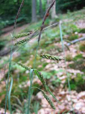 Glaucous sedge(Carex flacca)