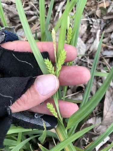 Thin-fruit sedge(Carex flaccosperma)
