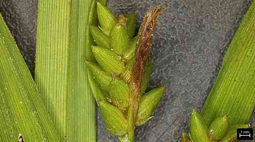 Thin-fruit sedge(Carex flaccosperma)