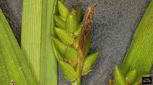 Thin-fruit sedge(Carex flaccosperma)