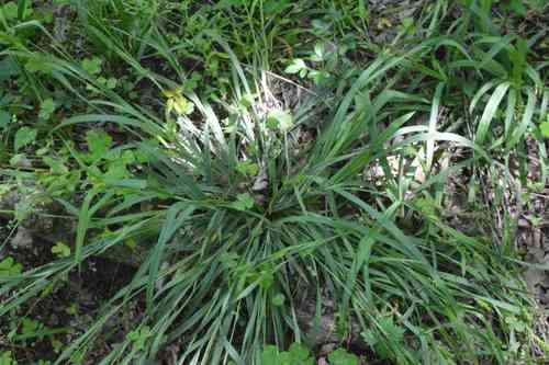 Thin-fruit sedge(Carex flaccosperma)