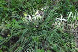 Thin-fruit sedge(Carex flaccosperma)