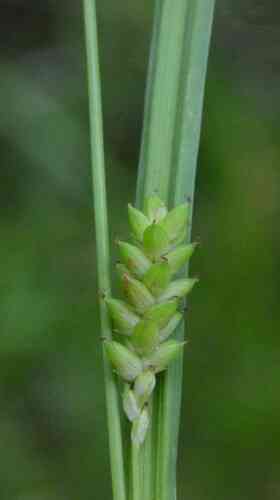 Thin-fruit sedge(Carex flaccosperma)