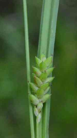 Thin-fruit sedge(Carex flaccosperma)
