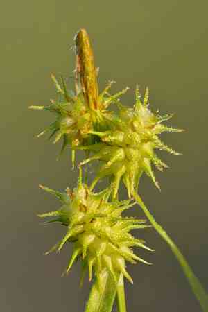 Thin-fruit sedge(Carex flaccosperma)