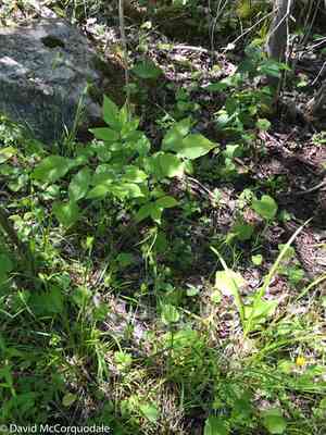 Yellow sedge(Carex flava)