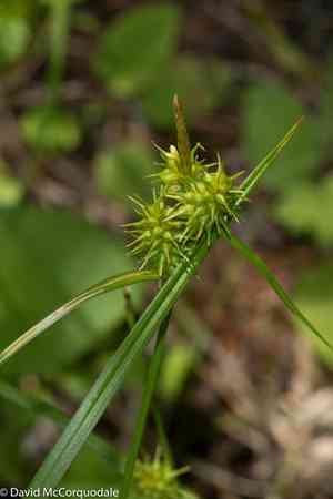 Yellow sedge(Carex flava)