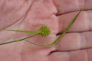 Yellow sedge(Carex flava)