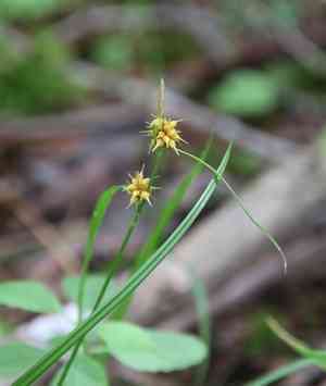 Yellow sedge(Carex flava)