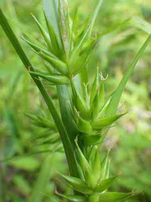 Northern long sedge(Carex folliculata)