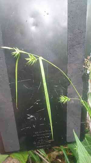 Northern long sedge(Carex folliculata)